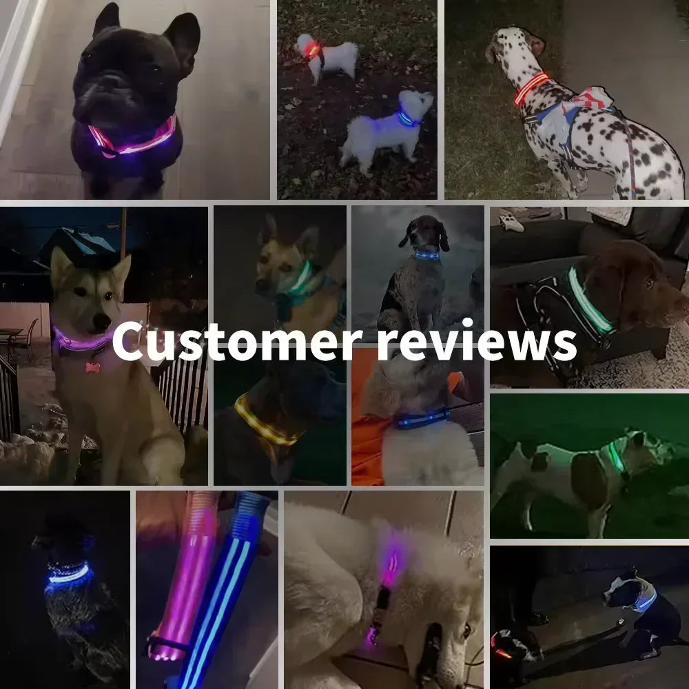 LED Glowing Dog Collar - USB Rechargeable Luminous Night Safety Collar