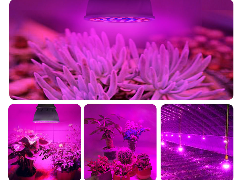 Full Spectrum E27 220V LED Plant Grow Light Bulb Fitolampy Phyto Lamp For Indoor Garden Plants Flower Hydroponics Grow Tent Box