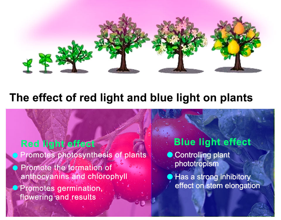 Full Spectrum E27 220V LED Plant Grow Light Bulb Fitolampy Phyto Lamp For Indoor Garden Plants Flower Hydroponics Grow Tent Box