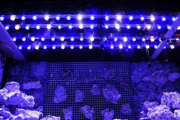 1PCS 1W 3W High Power LED Chip light PCB emitter Cool White Warm White Red Green Blue with 20MM Star PCB