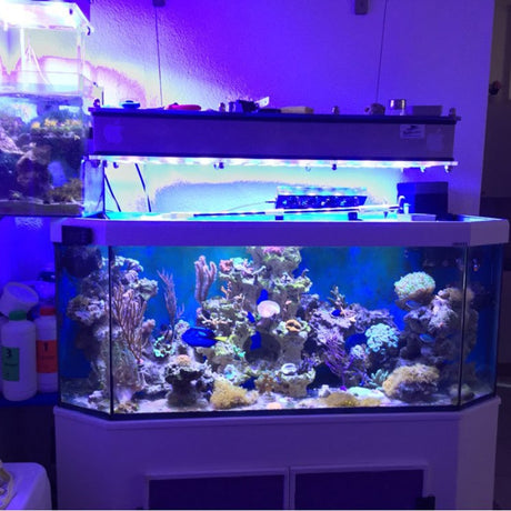 1PCS 1W 3W High Power LED Chip light PCB emitter Cool White Warm White Red Green Blue with 20MM Star PCB