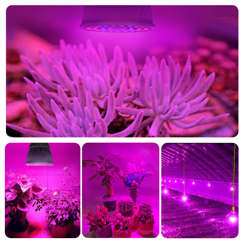 Full Spectrum E27 220V LED Plant Grow Light Bulb Fitolampy Phyto Lamp For Indoor Garden Plants Flower Hydroponics Grow Tent Box